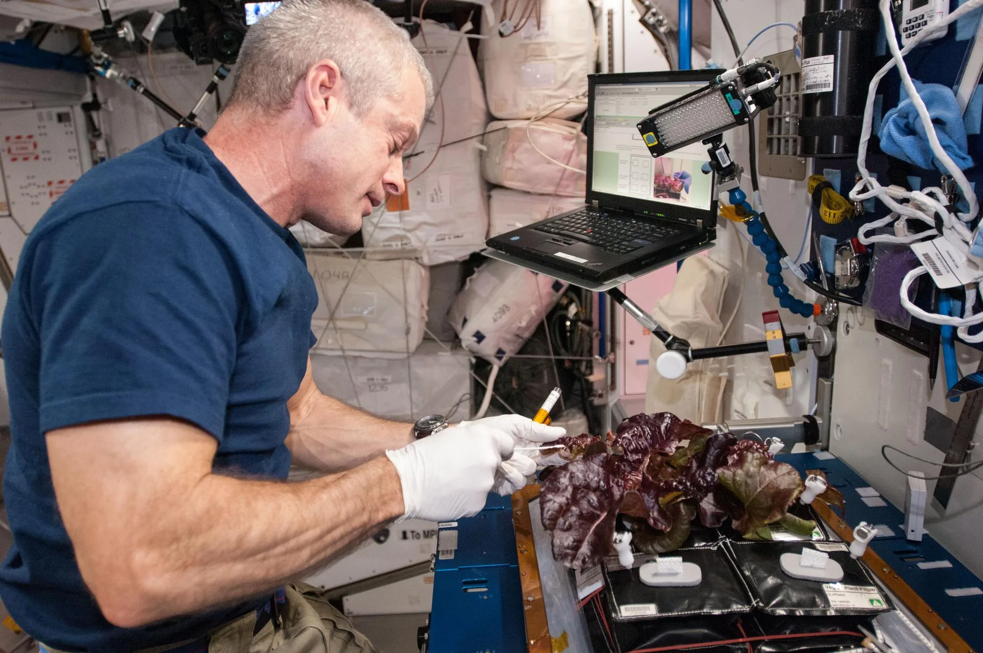 NASA astronotu Steve Swanson, 10 Haziran 2014'te istasyonun Veggie ünitesinde tohumdan yetiştirilen kırmızı marulları hasat ediyor.