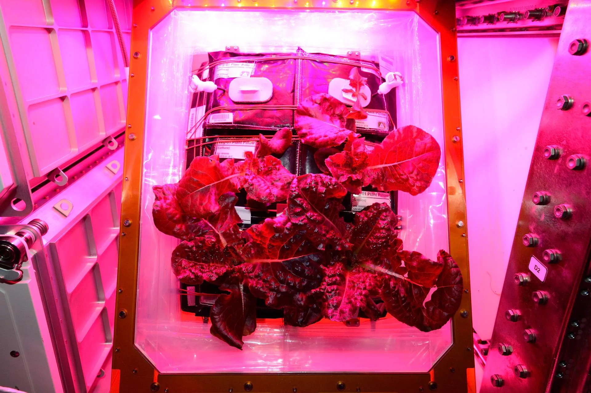 Mars'ta patates yetişir mi? Marslı filminin bahçesi ve gerçek bilim