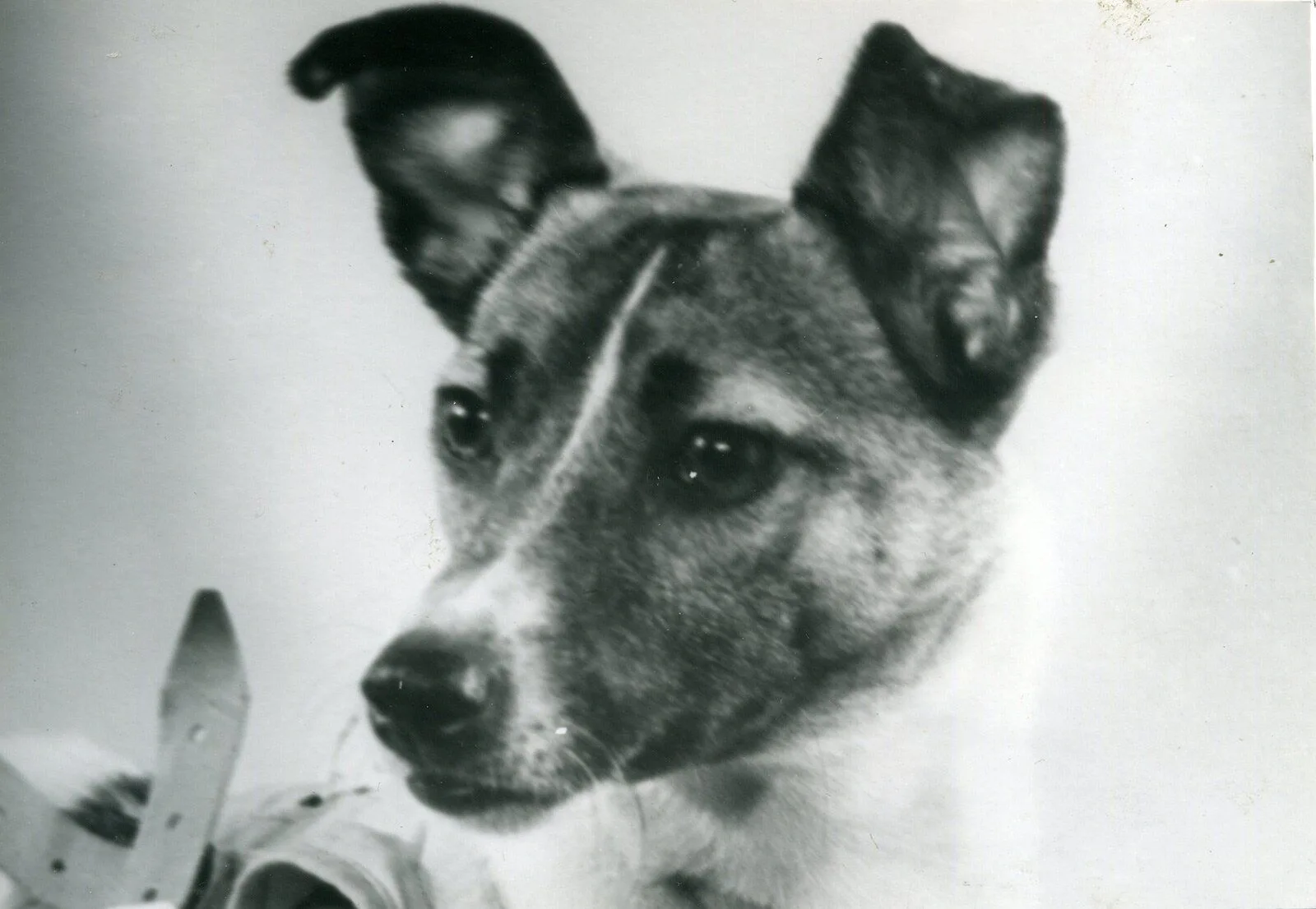 Uzaya giden köpek Laika'ya ne oldu?