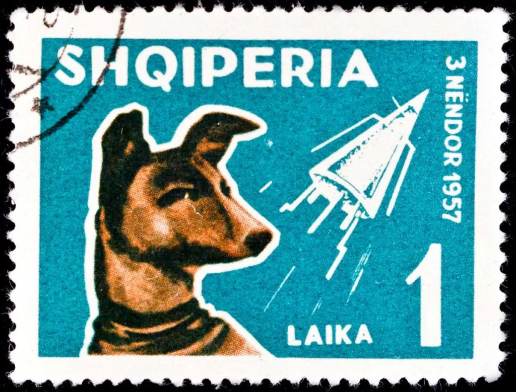 Arnavutluk'un Laika'ya adadığı posta pulu. Laika, uçuşunun ardından pek çok ülkenin pullarında yer aldı.