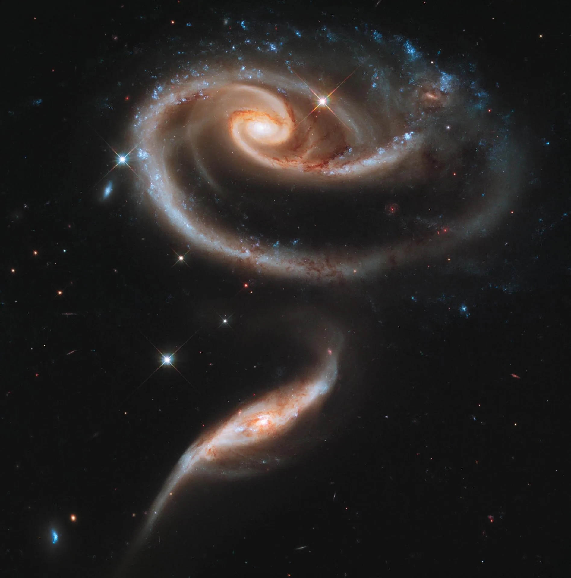 Hubble'ın 21. yılı için görüntülenen Arp 273: Büyük sarmal gökada UGC 1810'un diski, komşusunun kütleçekimiyle bir gül biçimine bürünmüş